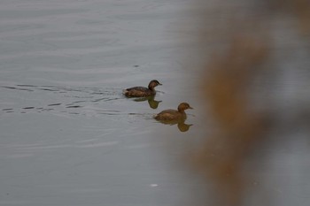 カイツブリ 服部緑地 2021年1月17日(日)