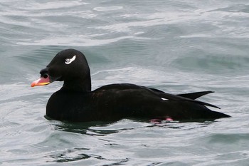 White-winged Scoter