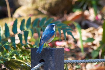 ルリビタキ 薬師池公園 2020年1月3日(金)