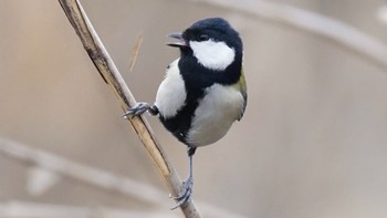 2021年1月17日(日) 三堀里山公園の野鳥観察記録