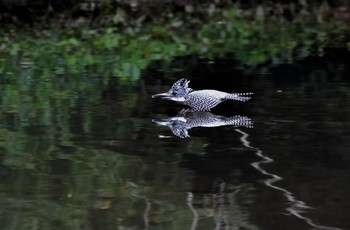 Crested Kingfisher Unknown Spots Fri, 9/16/2016