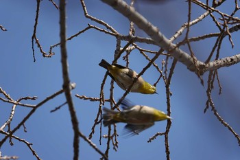 メジロ 大宮第3公園 2021年1月16日(土)