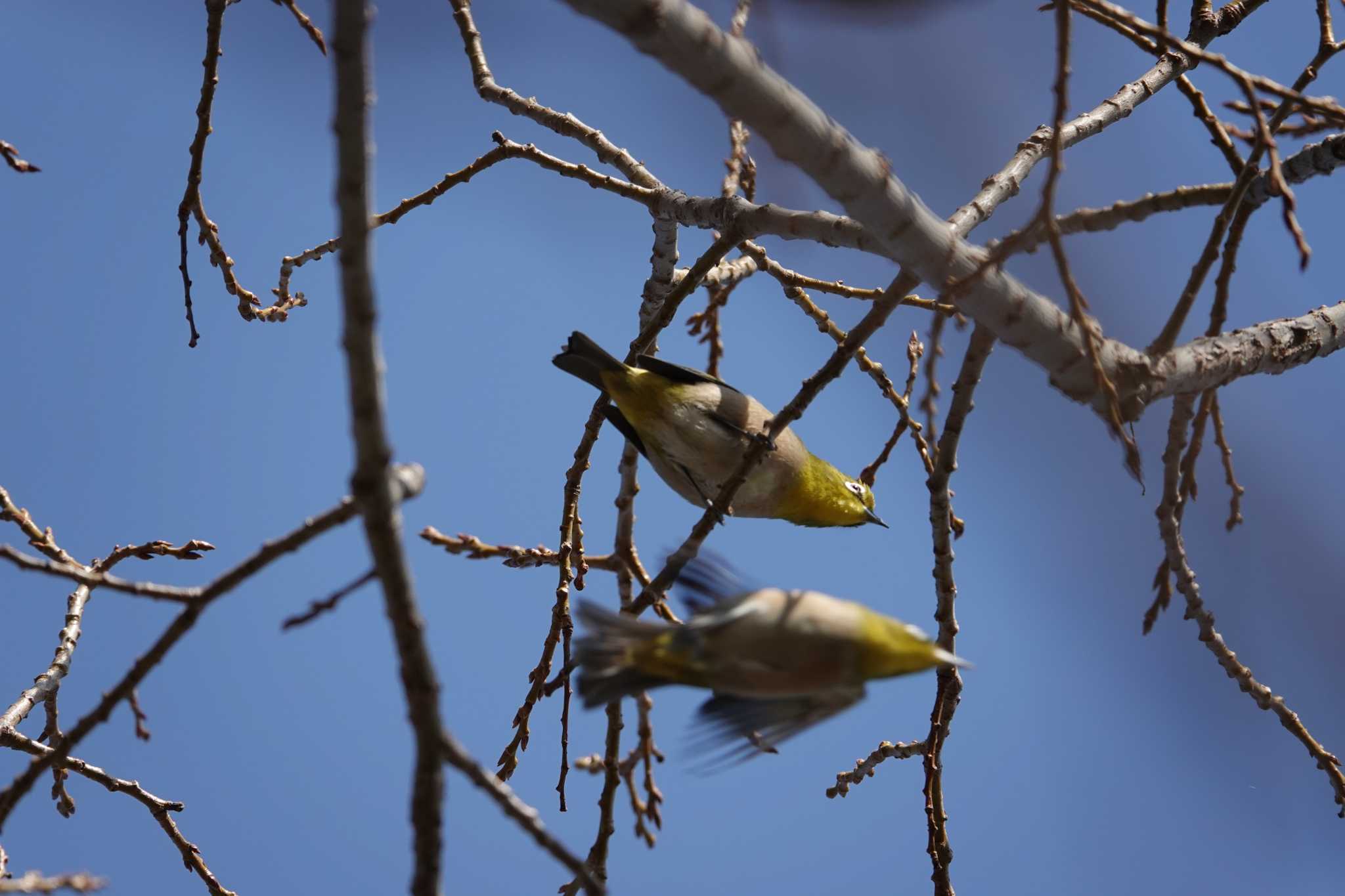 大宮第3公園 メジロの写真 by  Utz