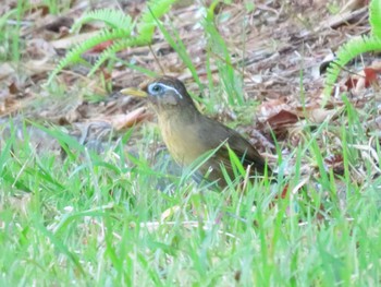 2020年10月11日(日) 笠城ダム公園の野鳥観察記録