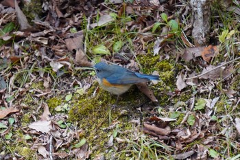 Red-flanked Bluetail Arima Fuji Park Sun, 1/17/2021