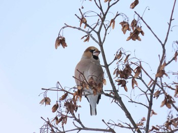 Hawfinch Makomanai Park Sun, 1/17/2021