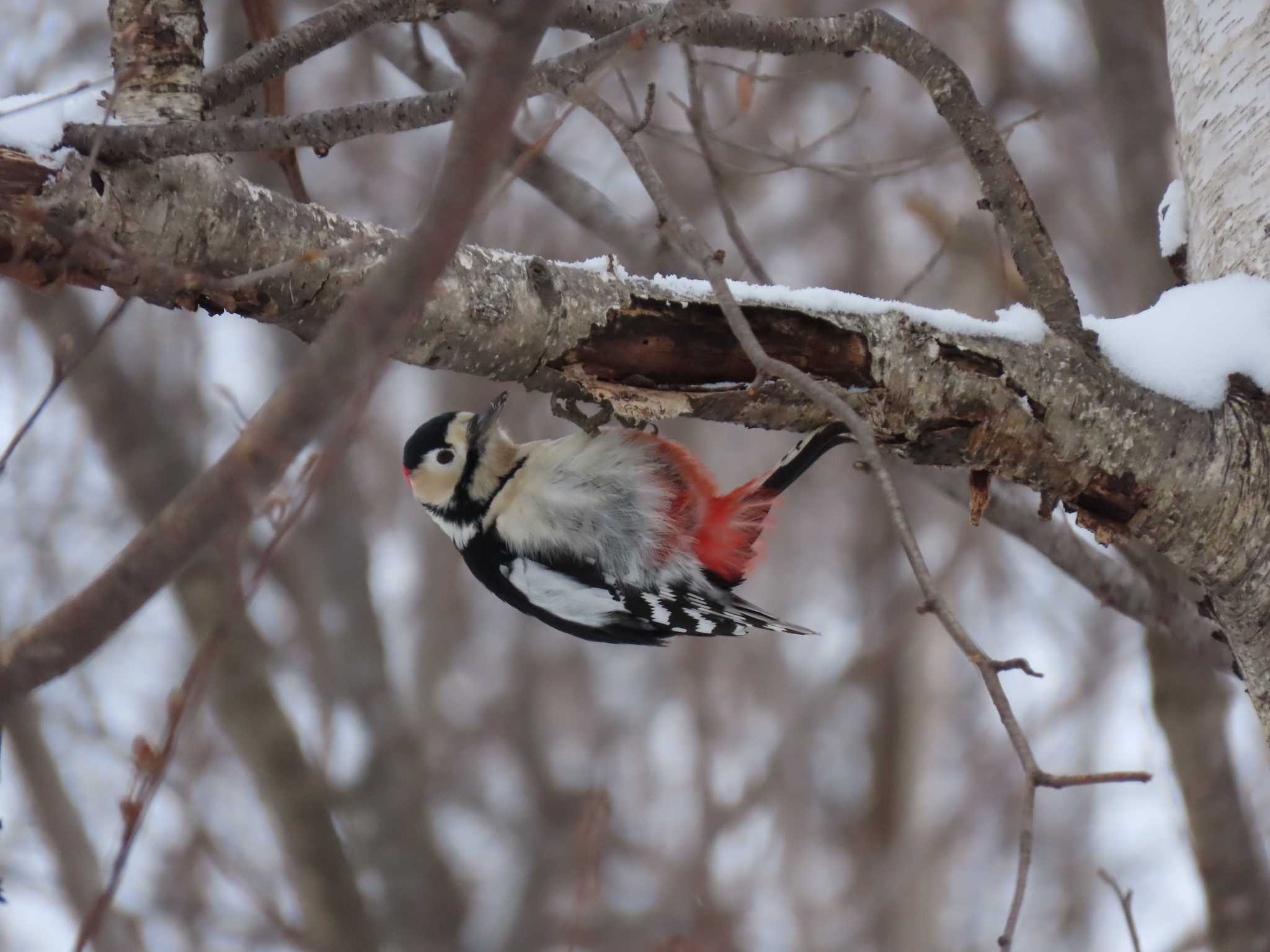 Photo of Great Spotted Woodpecker at Makomanai Park by くまちん