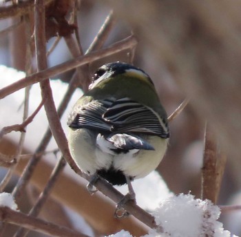 Japanese Tit Makomanai Park Sun, 1/17/2021