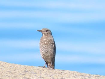 Blue Rock Thrush 曽根干潟(曾根干潟) Sun, 10/18/2020