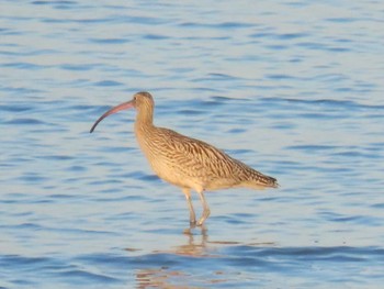 Far Eastern Curlew 曽根干潟(曾根干潟) Sun, 10/18/2020