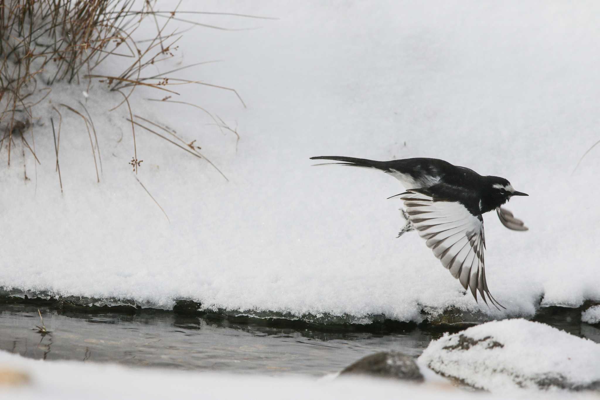 Photo of Japanese Wagtail at 湯ノ湖 by Trio