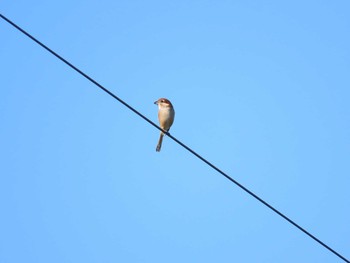 Bull-headed Shrike 曽根干潟(曾根干潟) Sun, 10/18/2020