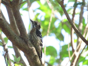 Japanese Pygmy Woodpecker 曽根干潟(曾根干潟) Sun, 10/18/2020