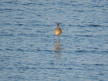 Far Eastern Curlew 曽根干潟(曾根干潟) Sun, 10/18/2020