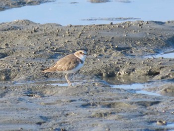 Kentish Plover 曽根干潟(曾根干潟) Sun, 10/18/2020