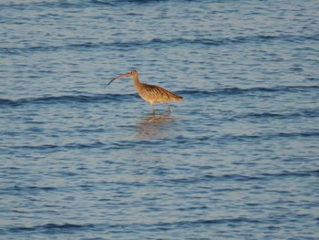 Far Eastern Curlew 曽根干潟(曾根干潟) Sun, 10/18/2020