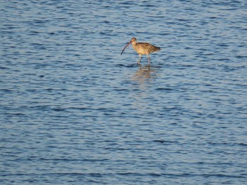 Far Eastern Curlew 曽根干潟(曾根干潟) Sun, 10/18/2020