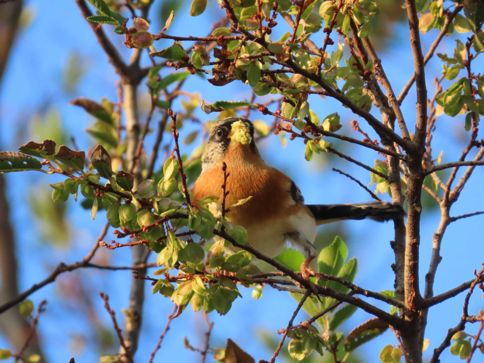 Brambling