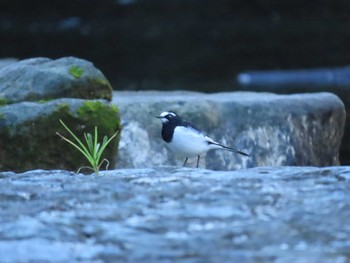 Japanese Wagtail 千石峡 Sun, 10/25/2020