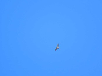 Eastern Buzzard 千石峡 Sun, 10/25/2020