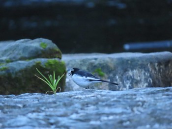 Japanese Wagtail 千石峡 Sun, 10/25/2020