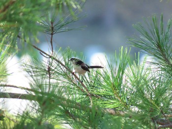 2020年10月25日(日) 千石峡の野鳥観察記録