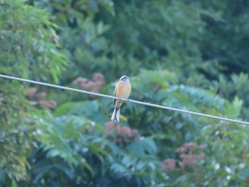 Meadow Bunting 鴨生田公園 Tue, 10/27/2020