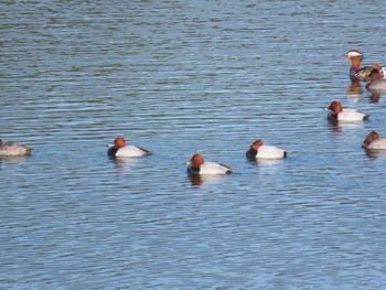 Common Pochard 鴨生田公園 Tue, 10/27/2020