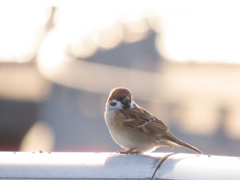 Eurasian Tree Sparrow ウォーターフロントパーク Sat, 10/31/2020