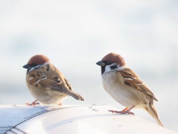 Eurasian Tree Sparrow ウォーターフロントパーク Sat, 10/31/2020