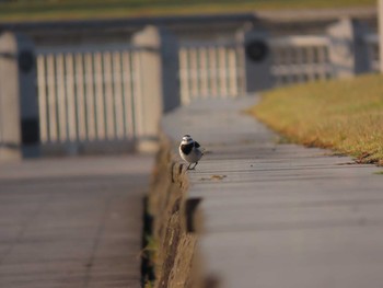 White Wagtail ウォーターフロントパーク Sat, 10/31/2020