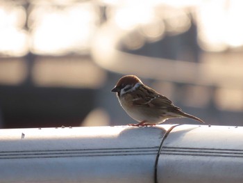 Eurasian Tree Sparrow ウォーターフロントパーク Sat, 10/31/2020