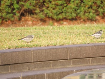 White Wagtail ウォーターフロントパーク Sat, 10/31/2020