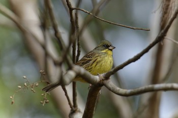 アオジ 滋賀県甲賀市甲南町創造の森 2021年1月17日(日)