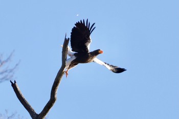 Steller's Sea Eagle 栃木県 Mon, 1/11/2021