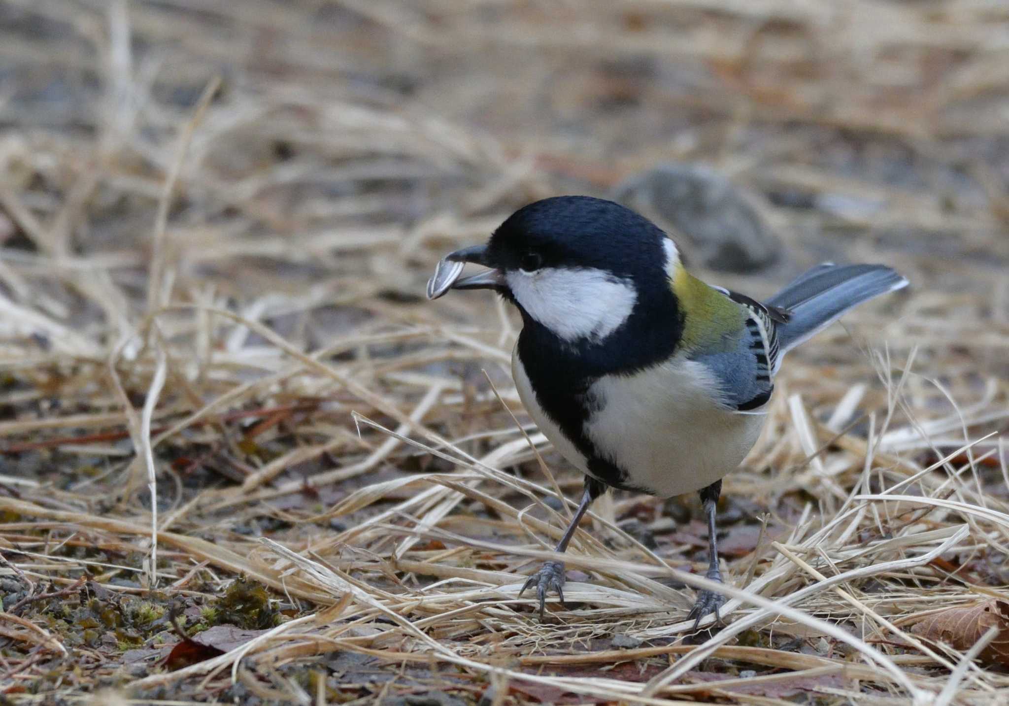 西湖野鳥の森公園 シジュウカラの写真 by 塩コンブ