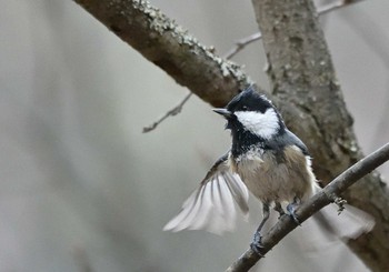 Sun, 1/17/2021 Birding report at 西湖野鳥の森公園