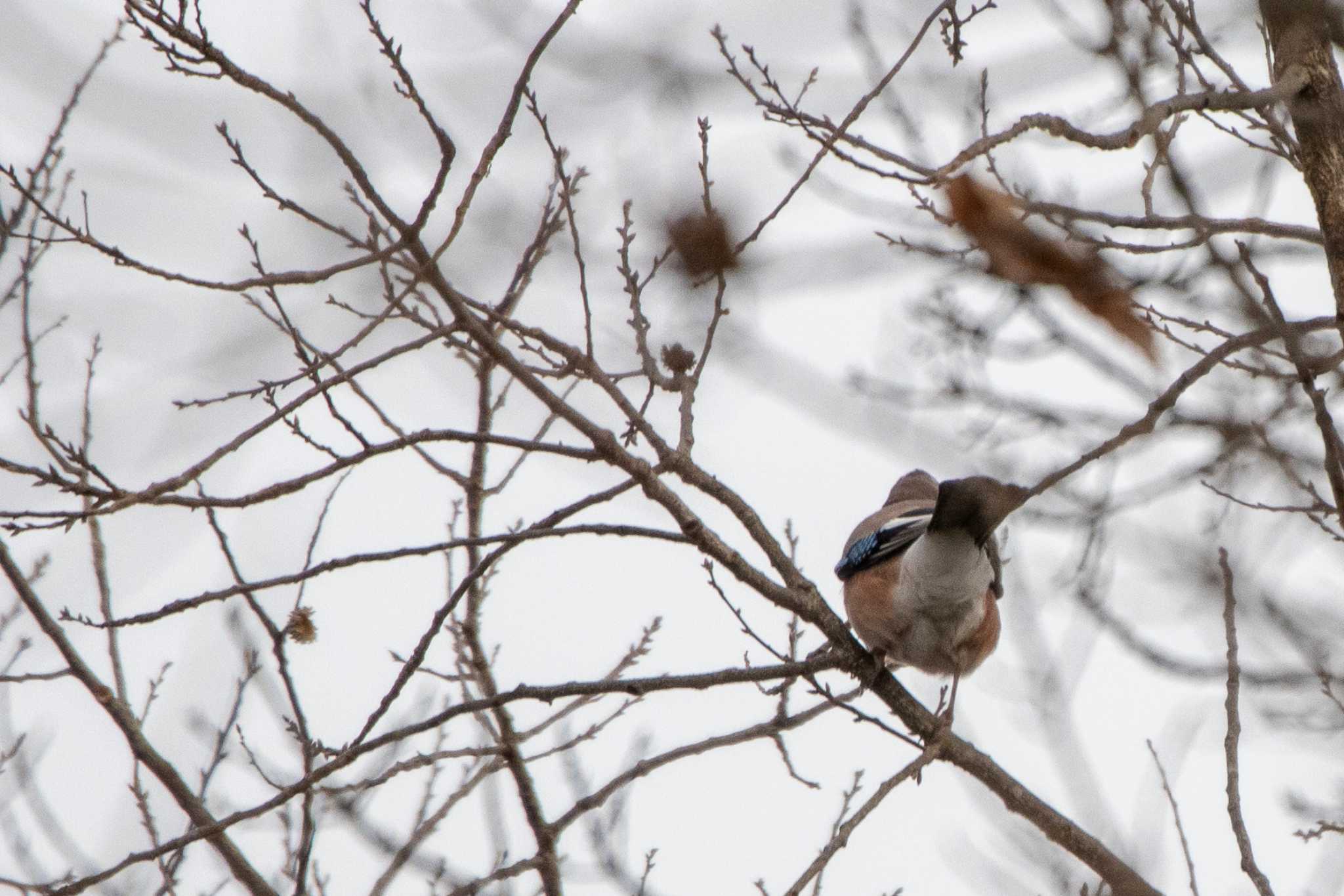 Photo of Eurasian Jay at 七北田公園 by かつきち