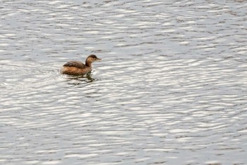 Little Grebe 七北田公園 Sun, 1/17/2021