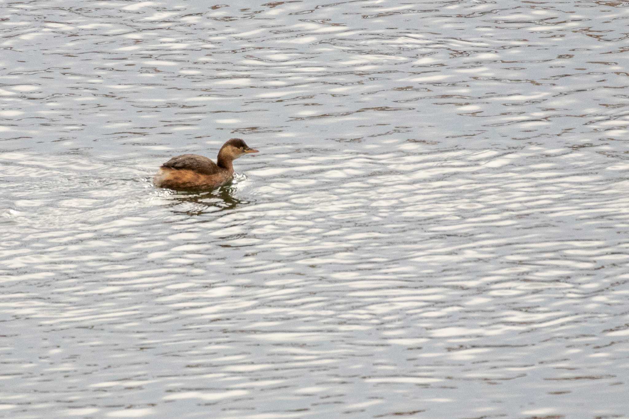 Photo of Little Grebe at 七北田公園 by かつきち