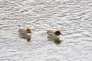 コガモ 七北田公園 2021年1月17日(日)