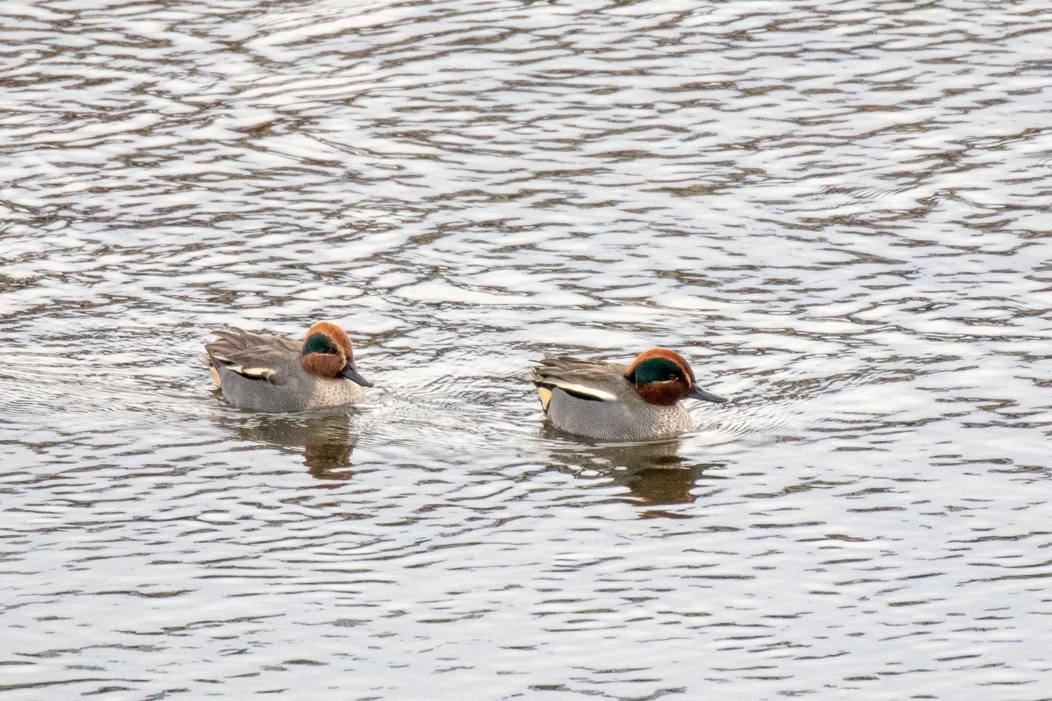 Photo of Eurasian Teal at 七北田公園 by かつきち