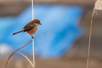 Bull-headed Shrike 七北田公園 Sun, 1/17/2021