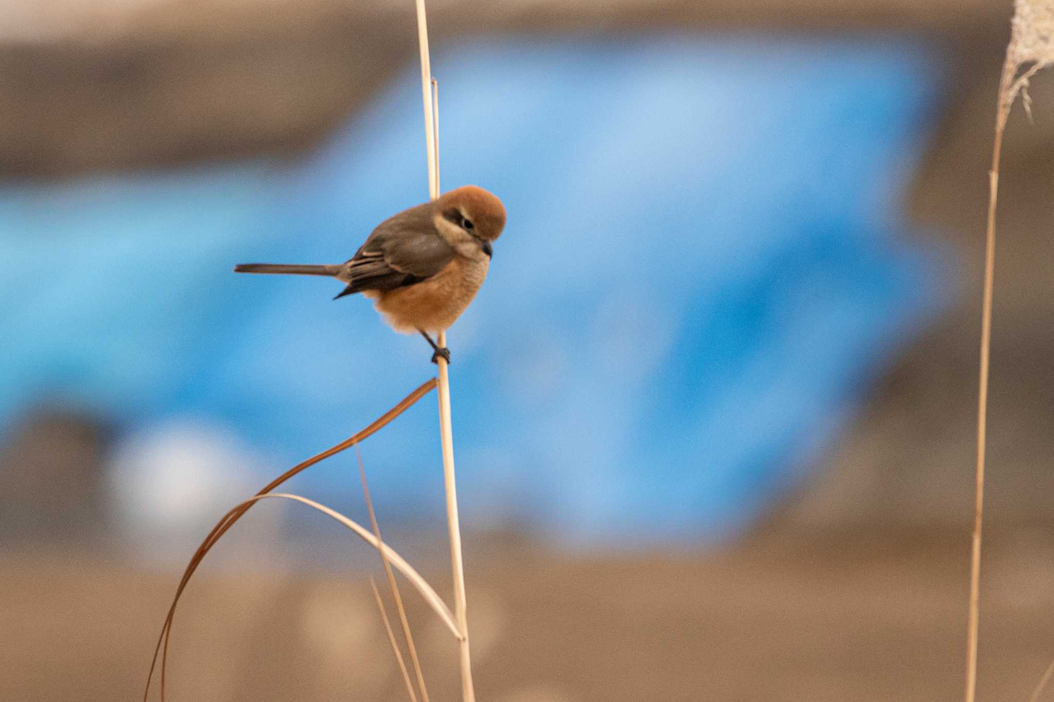 Bull-headed Shrike