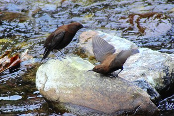 Brown Dipper no existing match Mon, 12/23/2013