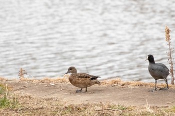 Falcated Duck 七北田公園 Sun, 1/17/2021