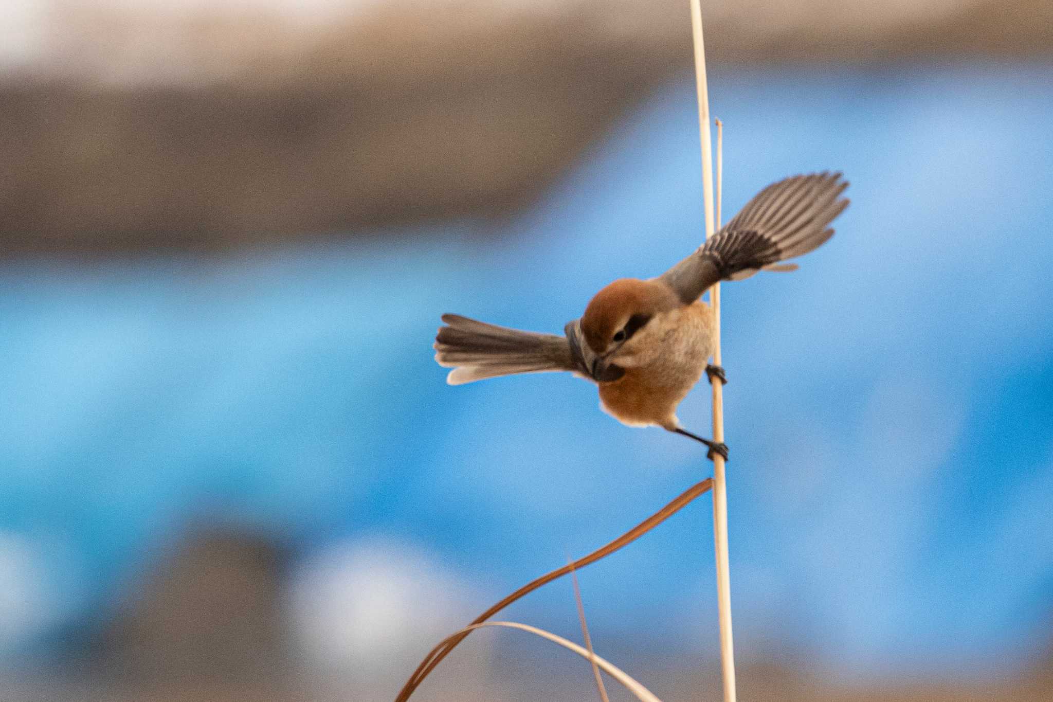 Bull-headed Shrike