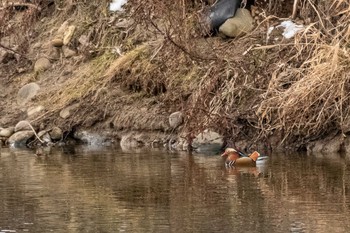 Mandarin Duck 七北田公園 Sun, 1/17/2021