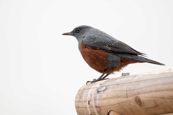 Blue Rock Thrush 七北田公園 Sun, 1/17/2021