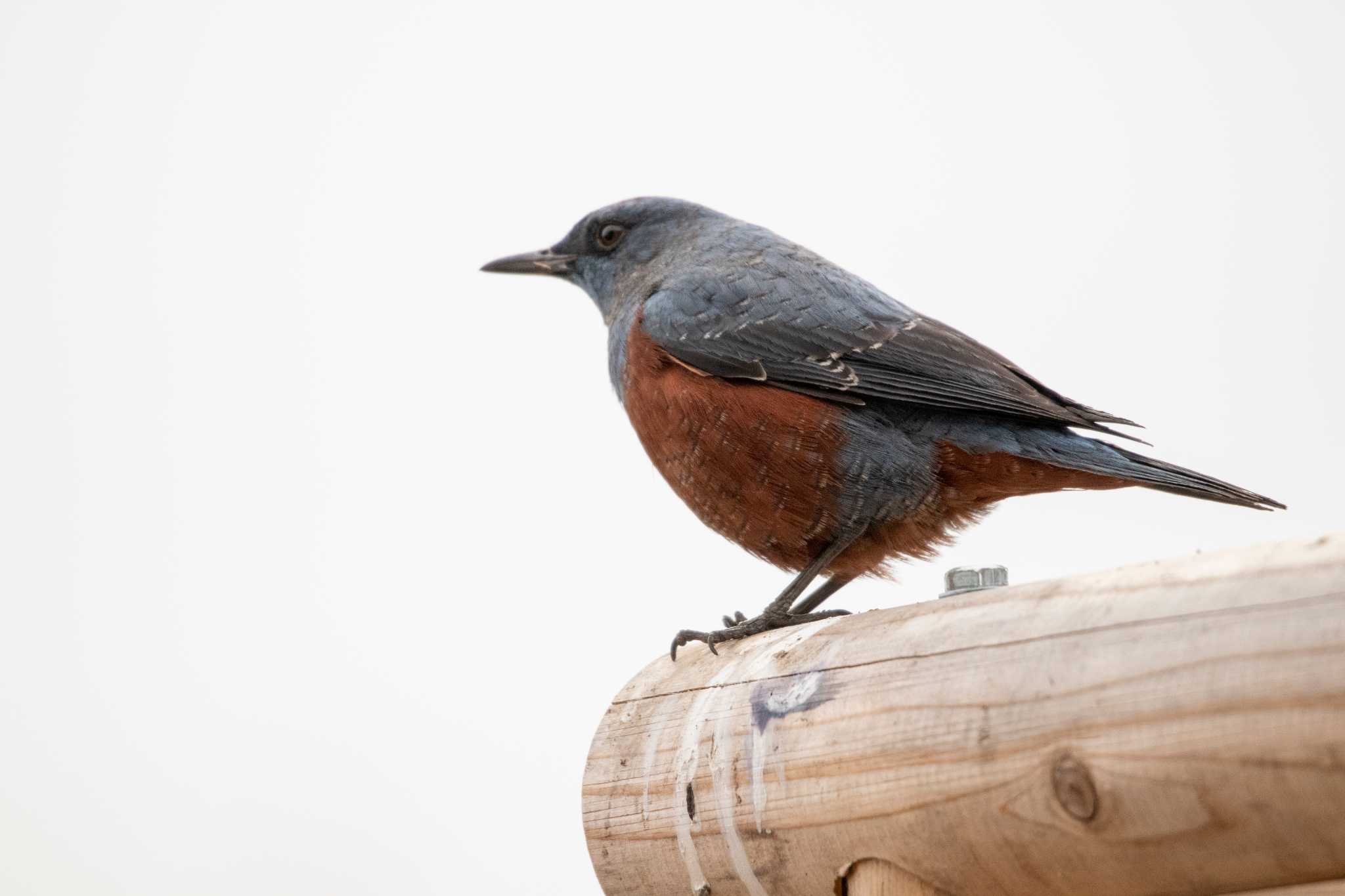 Photo of Blue Rock Thrush at 七北田公園 by かつきち